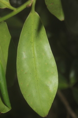 Souroubea sympetala
