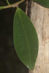 Souroubea sympetala