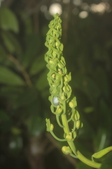Souroubea sympetala