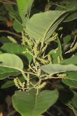 Hieronyma oblonga