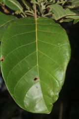 Hieronyma oblonga