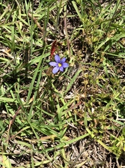 Sisyrinchium pruinosum