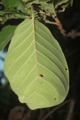 Hieronyma oblonga