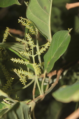 Hieronyma oblonga