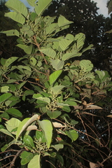 Hieronyma oblonga