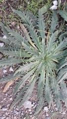 Plantago serraria