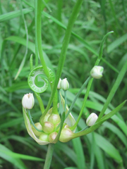 Allium canadense canadense