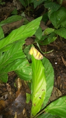 Phaeochlaena solilucis