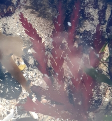Odonthalia dentata