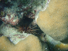 Echinometra viridis