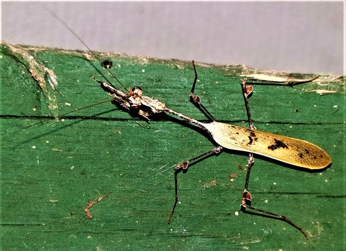Cryptic Mantis