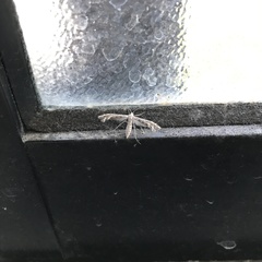 Singularia alternaria