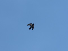 Columba livia domestica