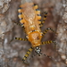 Orange Assassin Bug - Photo (c) Anthony Zukoff, some rights reserved (CC BY-NC-SA)