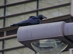 Corvus macrorhynchos