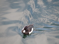 Aythya fuligula