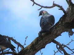Columba livia domestica