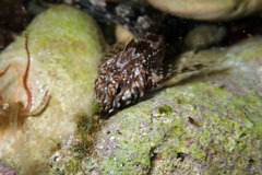 Lepidoblennius marmoratus