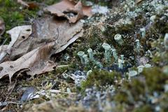 Cladonia carneola carneola