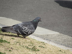 Columba livia domestica