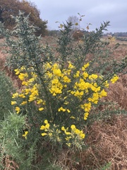 Western Gorse (Ulex gallii)