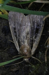 Ochropleura implecta