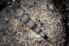 Nesogobius maccullochi