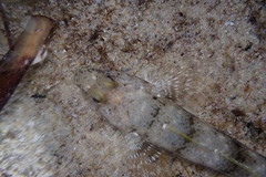 Nesogobius maccullochi