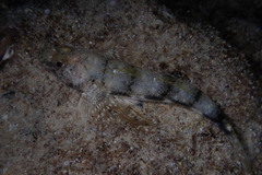 Nesogobius maccullochi