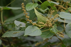 Mallotus repandus