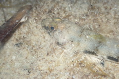 Nesogobius maccullochi