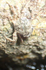 Pilumnidae