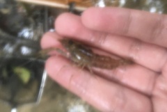 Macrobrachium malayanum