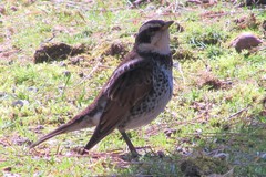 Turdus eunomus