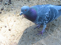 Columba livia domestica