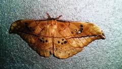 Copaxa multifenestrata