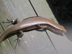 Plestiodon japonicus