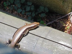 Plestiodon japonicus