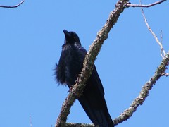 Corvus