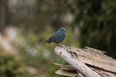 Cyanoloxia glaucocaerulea