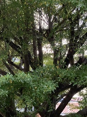 Terminalia ivorensis