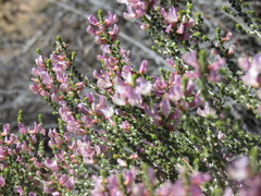 Aspalathus costulata