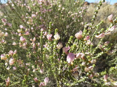 Aspalathus costulata