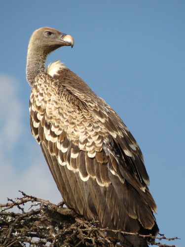 Vautour de Rüppell
