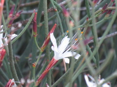 Limonium longifolium