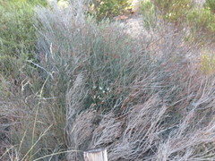 Limonium longifolium
