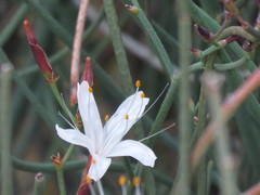 Limonium longifolium