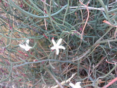 Limonium longifolium