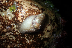 Stomatella impertusa