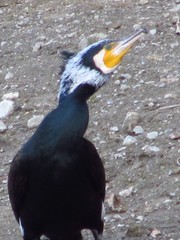 Phalacrocorax carbo